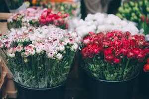 New Price! Franchised Florist Shop 1853kkbc